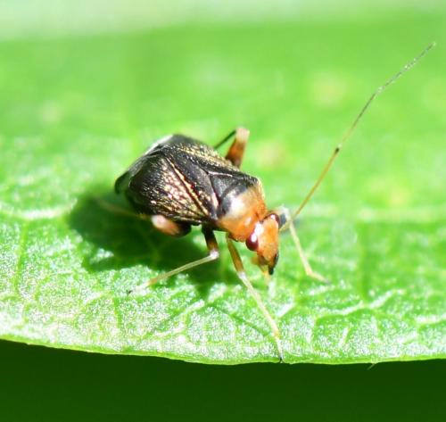 Réf. 285 439 : Halticus luteicollis